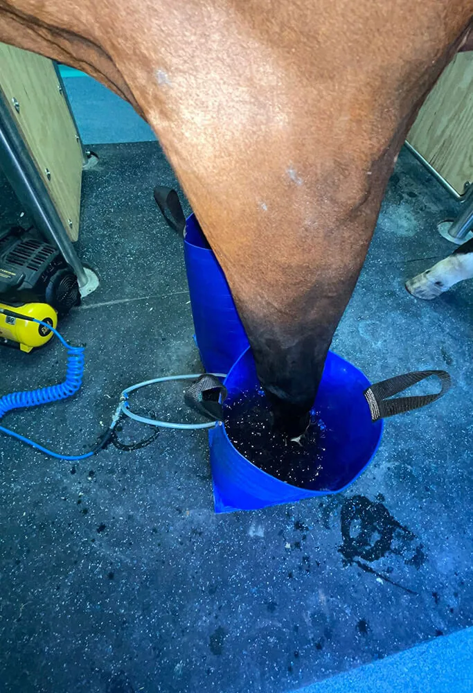 Curaboots alla clinica di Medicina Veterinaria dell'Università di Perugia