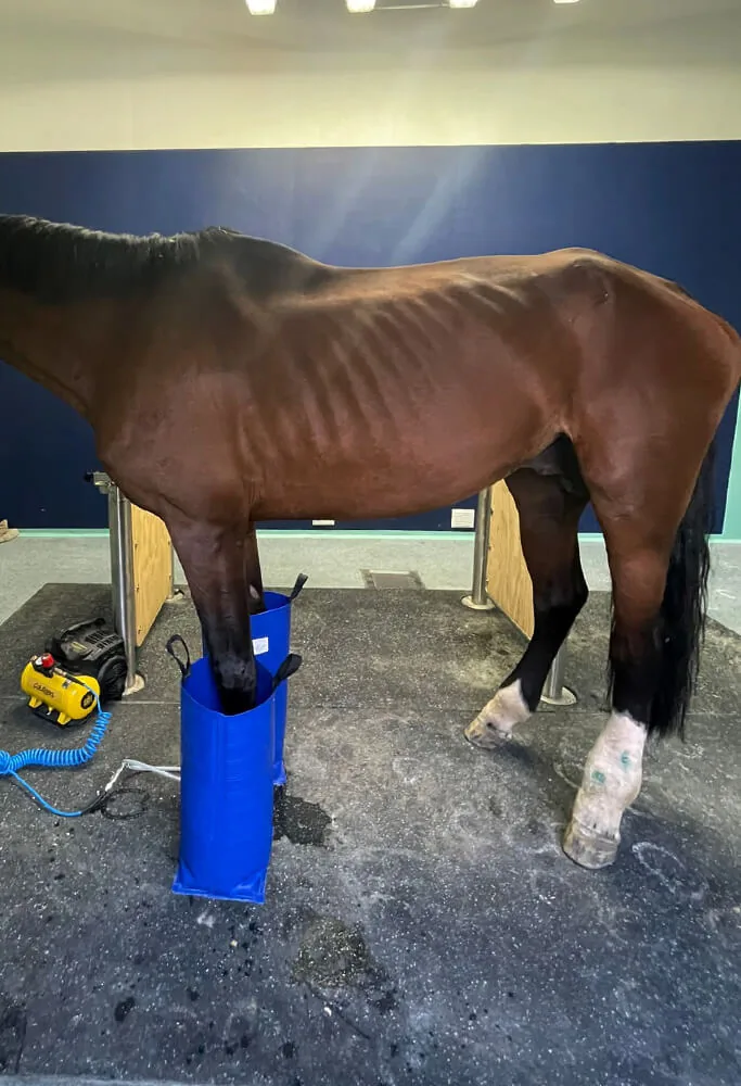 Curaboots alla clinica di Medicina Veterinaria dell'Università di Perugia